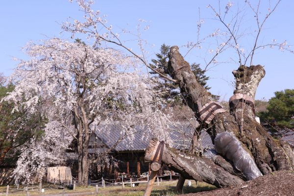 「醍醐寺霊宝館の枝垂れ桜」③補正別.jpg