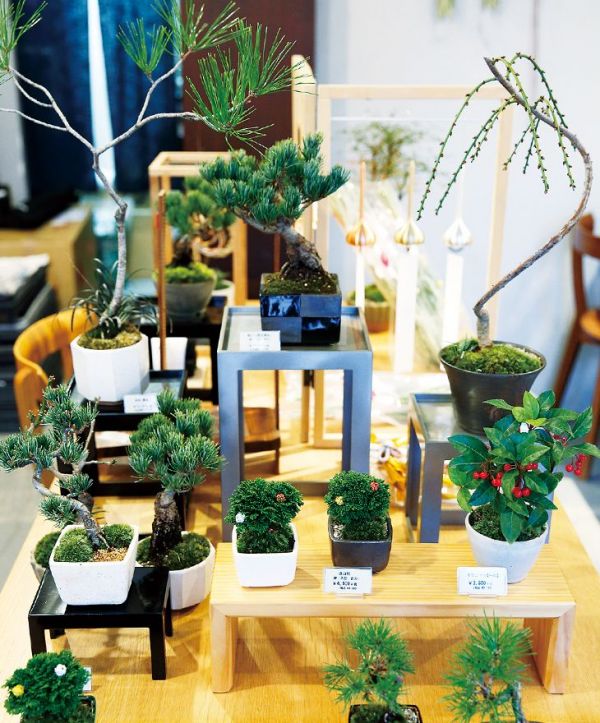 リツリンヨク　京の緑　2袋　(箱なし　スプーン無し) リツリンヨク京の緑2袋(箱なしスプーン無し)