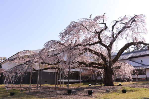 「醍醐寺霊宝館の枝垂れ桜」⑧.jpg
