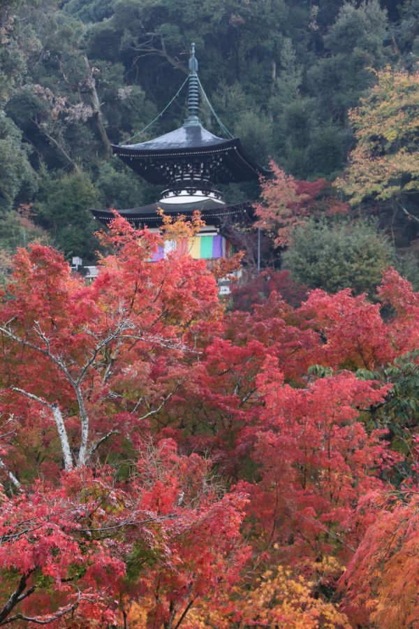 「永観堂の紅葉11月21日」③.jpg