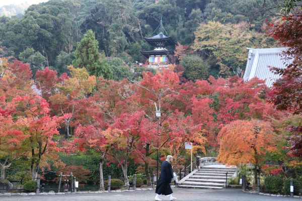 「永観堂の紅葉11月21日」⑧.jpg