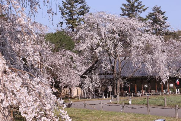 「醍醐寺霊宝館の枝垂れ桜」⑦.jpg