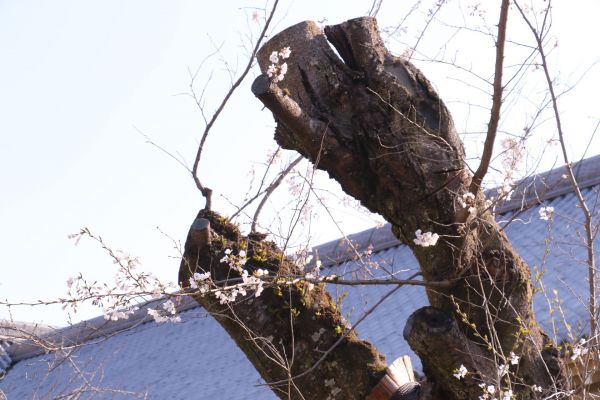 「醍醐寺霊宝館の枝垂れ桜」①.jpg