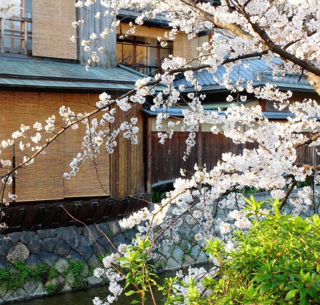 【京都さくらめぐり2018】ソメイヨシノも見頃突入  祇園白川の桜④