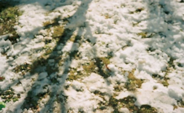 vol.6 雪持ちの欅の空へ押しボタンゆっくりでいいと願いつつ立つ［岡本真帆のうたかたの日々 日付のない日記］