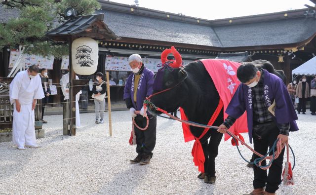 《京都》北野天満宮に牛が参拝　