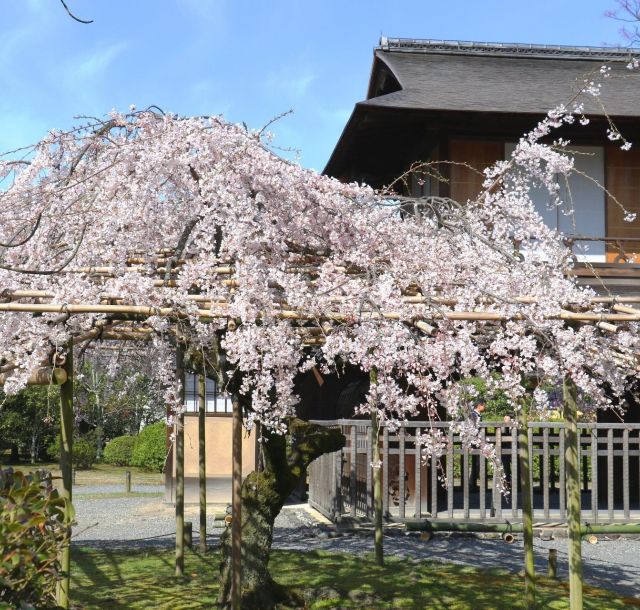 ＊道明寺桜あん＊❁⃘*.゜ アーコレード桜も見頃｜明光山 妙勝寺｜日蓮宗 寺院ページ