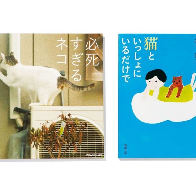 《いか文庫 本日は閉店なり》猫とイカの相性は！？