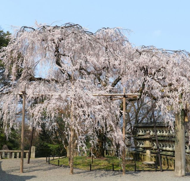 ​​​【京都さくらめぐり2018】赤穂義士、大石内蔵助ゆかりの大石桜③