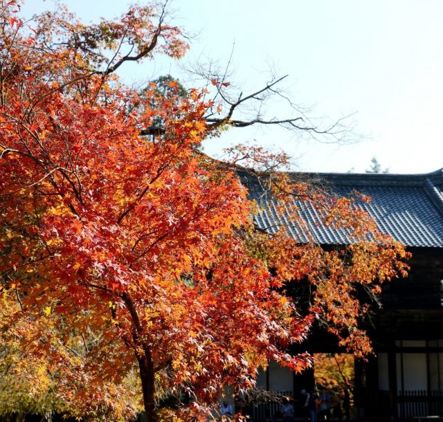【京都紅葉めぐり2017】①高雄・神護寺 京都で最初に色ずく北の名所