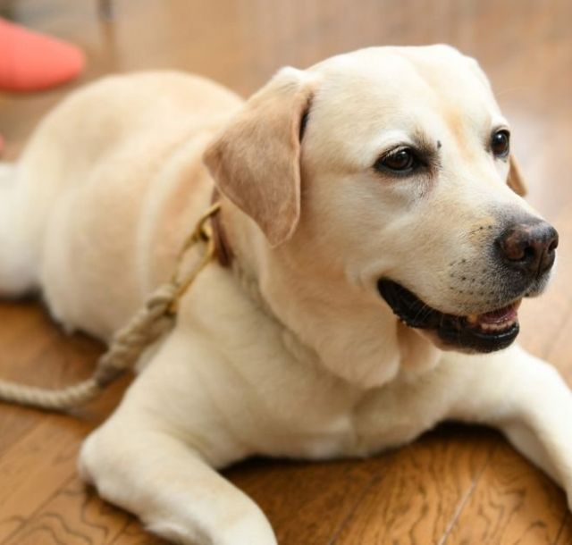 《ペットと私》愛犬アリスが教えてくれたこと　滝川クリステルさん