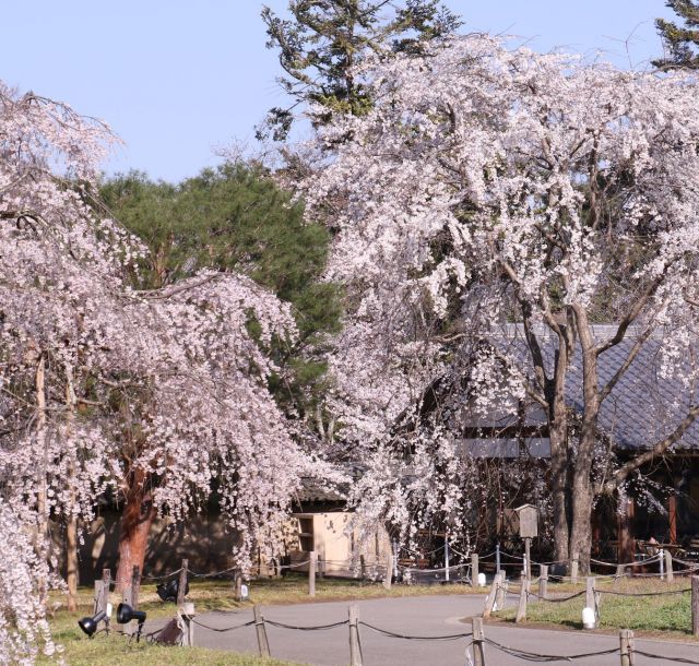 《京都》桜の名所、世界遺産・醍醐寺が満開