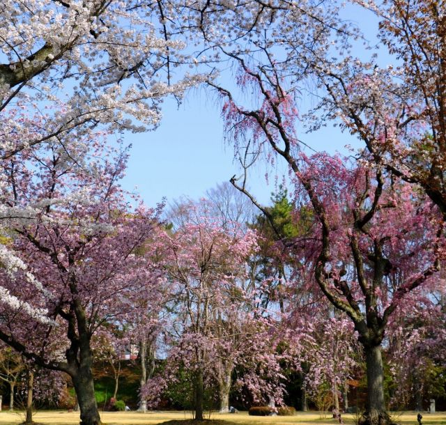 【京都さくらめぐり2018】二条城をはじめ京都の桜が満開⑤