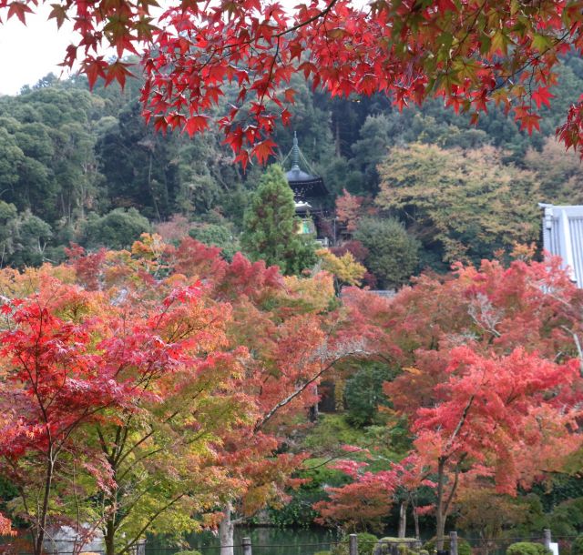 《京都》もみじの永観堂で紅葉が見ごろ